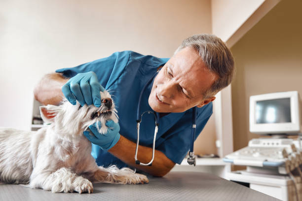 Best Emergency Dental Care for Broken or Chipped Teeth in Yates Center, KS